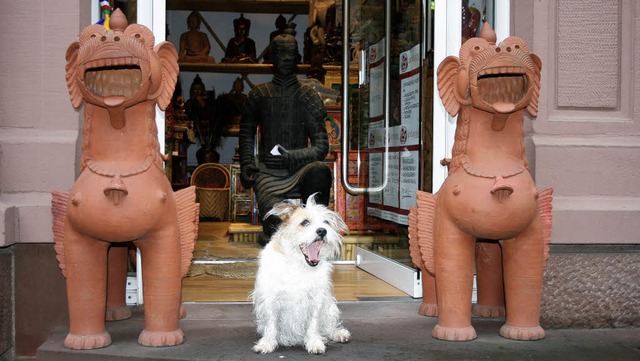 &quot;Finchen&quot;, die  kleine Tibet...in der Gerberau ein Geschft bewachen.  | Foto: Erika Maier