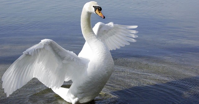 Schwan am Hochrhein: Ein Artgenosse be...r von deutscher Seite aus erschossen.   | Foto: Archiv: BZ