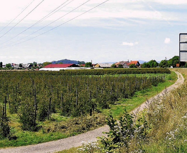 Die Gerbermatte vor Buchholz ist eins der Plangebiete.   | Foto: Archivbild: E. Weiss