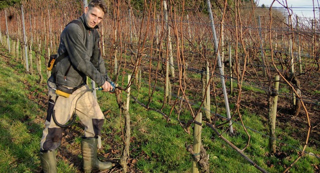 Matthias Hechinger vom gleichnamigen Buchholzer Weingut beim Rebschnitt.   | Foto: Christian Ringwald