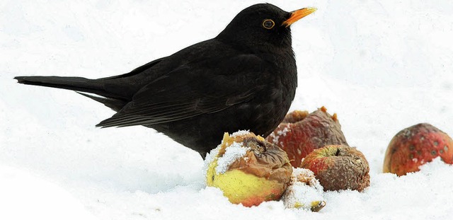 Wintervgel, Aktion NABU, Amsel im Winter  | Foto: Naturschutzbund