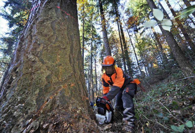 Mit dem im Stadtwald geschlagenen Holz lieen sich 2011 gute Preise erzielen.   | Foto: Michael Bamberger