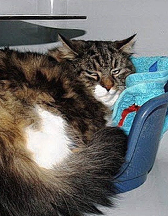 Der Trubel im Tierheim setzt Katzendame Lotte ziemlich zu.   | Foto: Privat