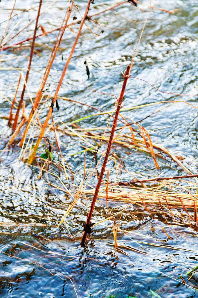 Hochwasser am Dreisamufer: Der Pegel lag am 3. Januar bei ber einem Meter. Zum Vergleich: Drei Tage zuvor waren es noch 56,5 Zentimeter. Noch hher stand das Wasser am 2. Januar, nmlich bis zu 1,2 Meter.