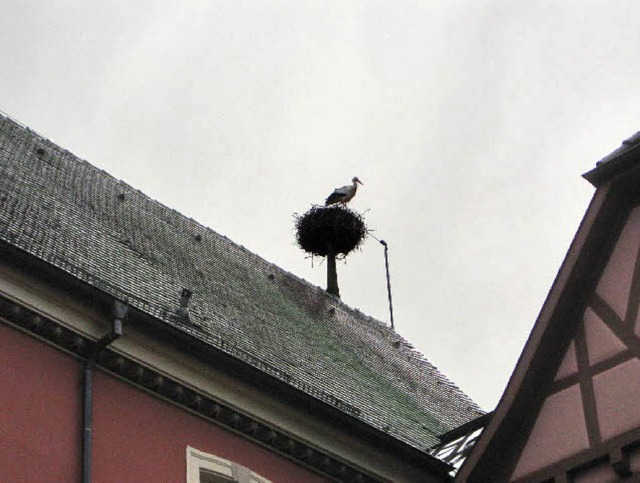 Ein Storch landete gestern im Nest auf dem Rathaus.   | Foto: peter konnegen