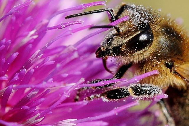 Fliegen bedrohen Bienen