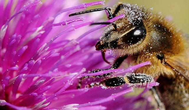 Eine Biene sitzt auf einer Distel: Ein...envlker in ganz Nordamerika bedrohen.  | Foto: dpa