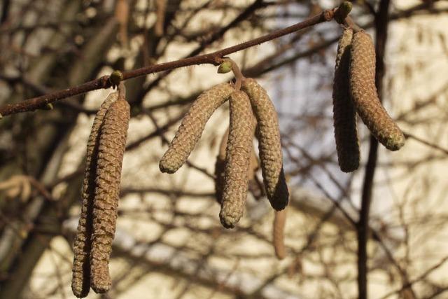 Pollen fliegen Wochen frher als blich