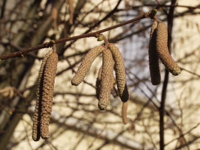 Blht frher als sonst: Der Haselstrauch  | Foto: brigitte sasse