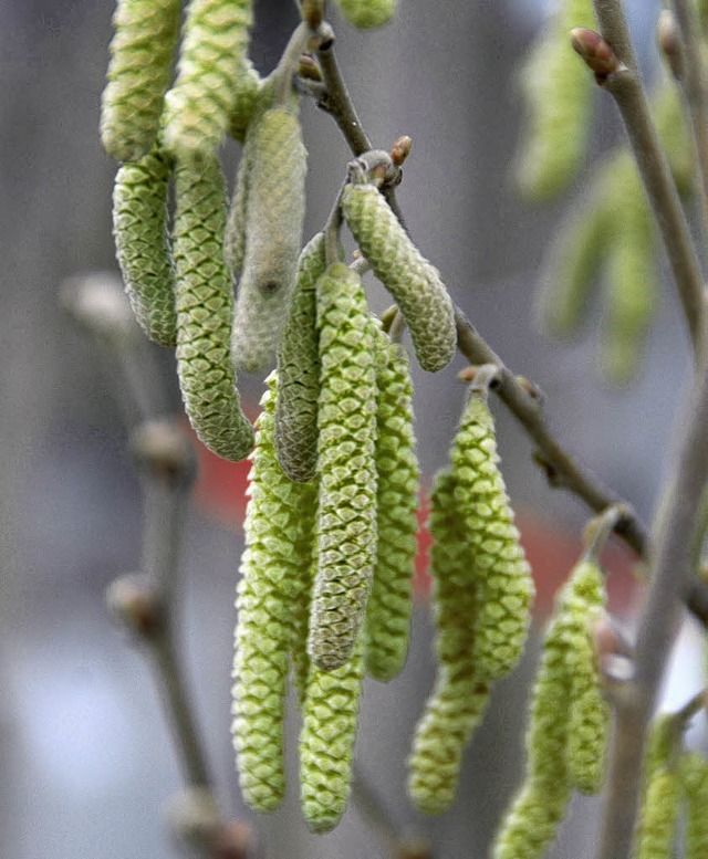 Auf ber fnf Zentimeter bringen es diese Hasel-Bltenktzchen am Kaiserstuhl.  | Foto: Roland Vitt