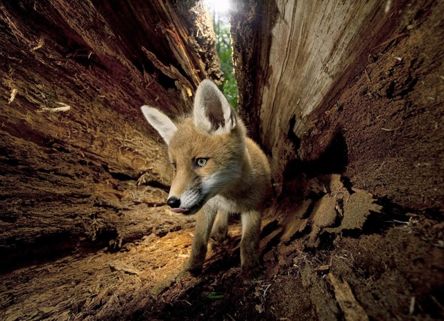 Fuchsjunges im Baum, fotografiert von Naturfotograf Klaus Echle, Freiburg, Fuchs  | Foto: Klaus Echle