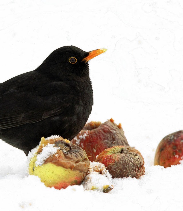 &#8222;Stunde der Wintervgel&#8220; am Samstag und Sonntag.  | Foto: NABU