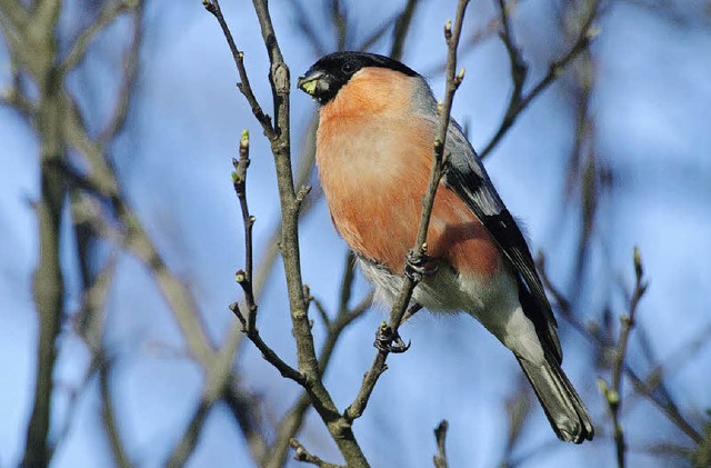 Markant ist beim Mnnchen die rotgefrbte Brust.   | Foto: Ingo Seehafer