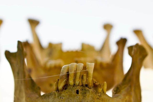 Fotos: Die Knochenausstellung in Basel