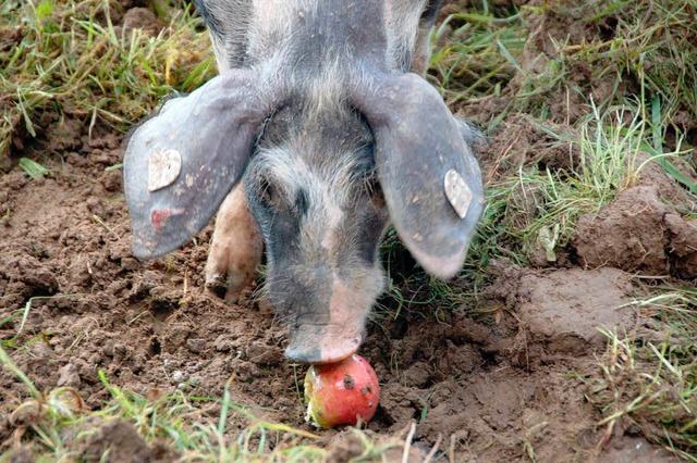 Das verirrte Schwein von Bauer Schulze.   | Foto: Hans-Jrgen Trul