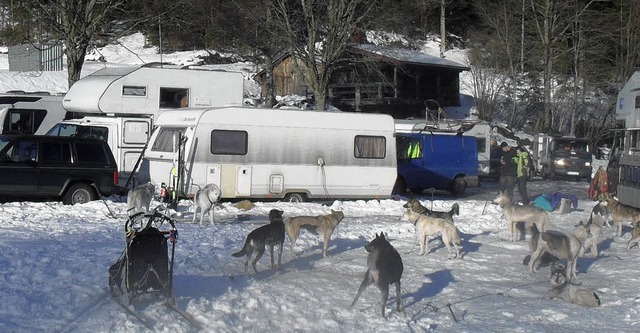 Rund 20 Musher mit ihren Hunden hatten...iningslager in Todtmoos aufgeschlagen.  | Foto: BZ