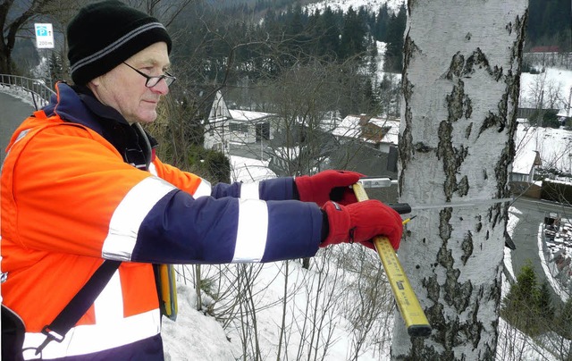 In Brusthhe misst Zbigniew Zefert mit der Kluppe die Dicke einer Birke.   | Foto: Peter Stellmach