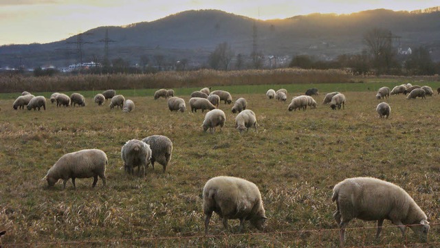 schafherde mit bahlingen und kaiserstuhl  | Foto: hans-jrgen trul