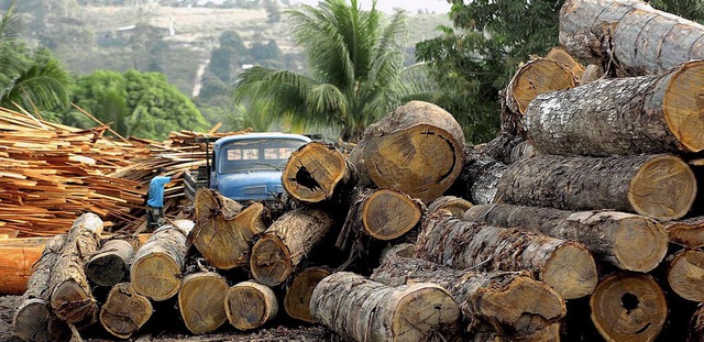 Raubbau am Urwald &#8211; in San Andrs wird so nicht gewirtschaftet.  | Foto: dpa