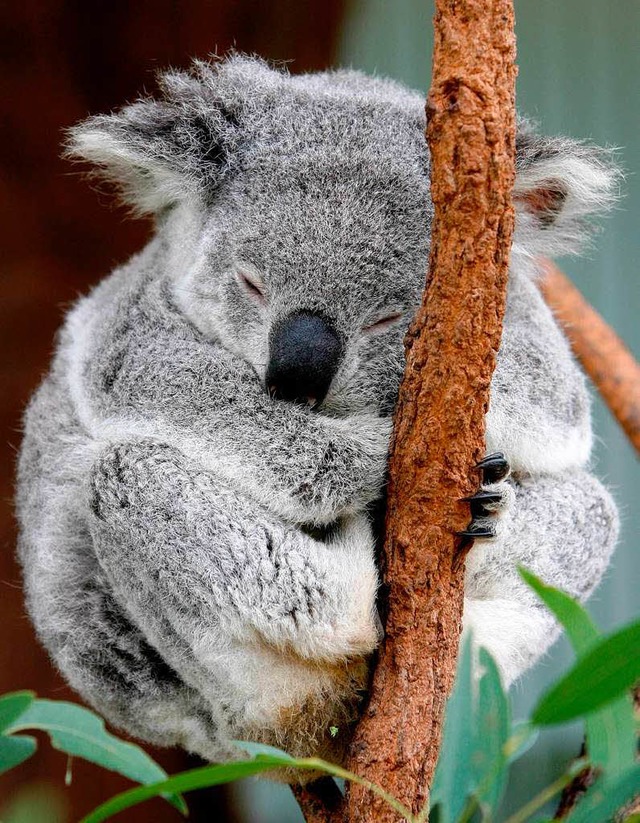 Der Koala kann ruhig schlafen, die Finanzen sind solide.  | Foto: dpa