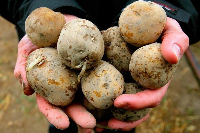 BASF gibt Genkartoffel Amflora auf