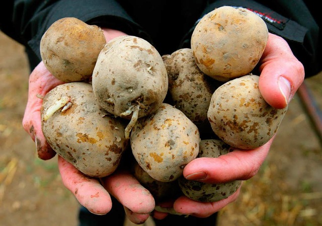 Grne Gentechnik aus dem Hause eines C...lora heit die genvernderte Kartoffel  | Foto: dpa