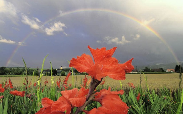 2011 war ein Jahr mit viel Sonne und w... wie hier im Sommer bei Ehrenkirchen.   | Foto: GollraD