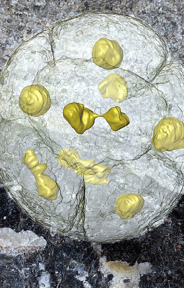 Ein 570 Millionen Jahre alter vielzell...hrend der Zell- und Zellkernteilung.   | Foto: Stefan Bengtson