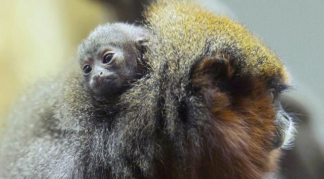 Das Affenbaby vergrbt sich im Fell seiner Mutter.   | Foto: Zoo Basel
