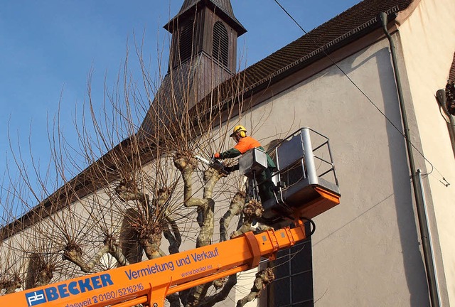 wie jedes Jahr werden de neuen Langtri...der evangelischen Kirche abgeschnitten  | Foto: Michael Haberer