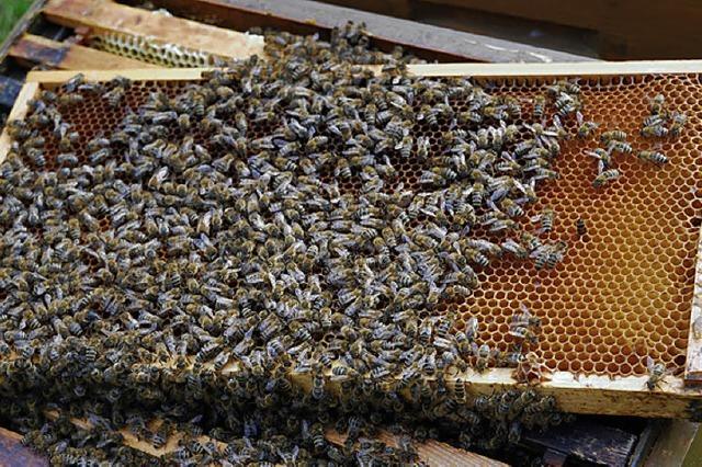 Honigbienen bleiben begehrt