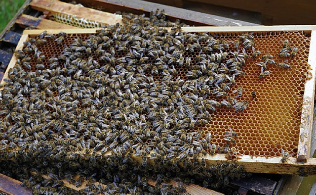 Die Kleinwiesentler Imker konnten mit...rn fnf neue Bienenfreunde  gewinnen.   | Foto: steinfelder