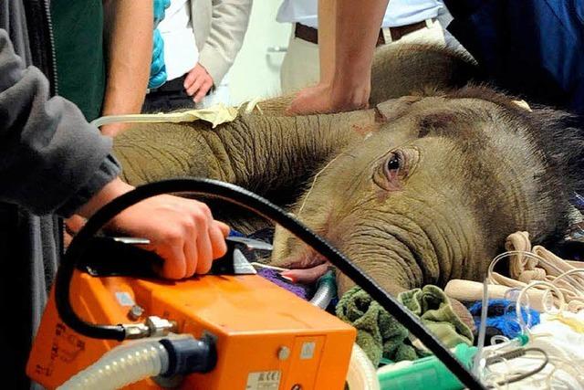 Krankes Elefantenbaby Lola stirbt vor seiner Operation