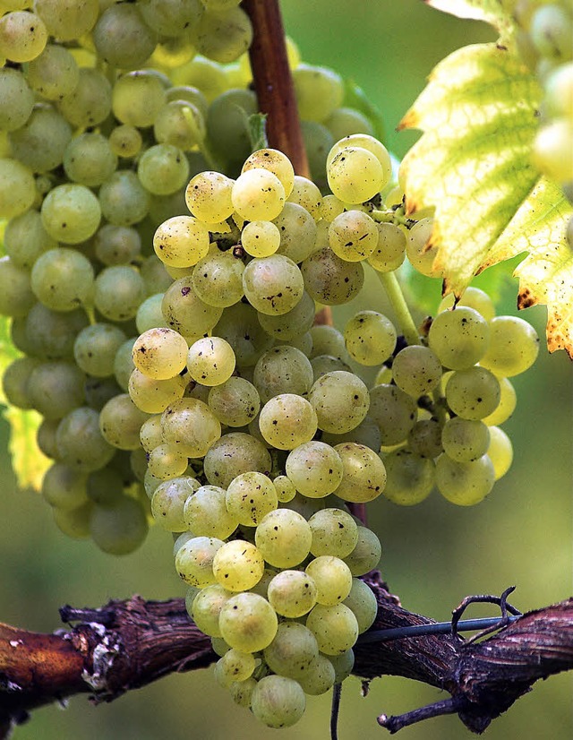 Eine Wunschernte brachte der Herbst 20...s nicht zuletzt beim Mller-Thurgau.    | Foto: Siegfried Gollrad