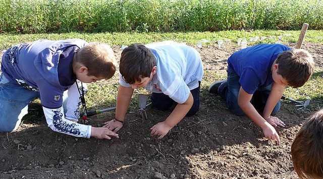 Schler der Weiler Rheinschule sten im Oktober Krner ein.   | Foto: privat