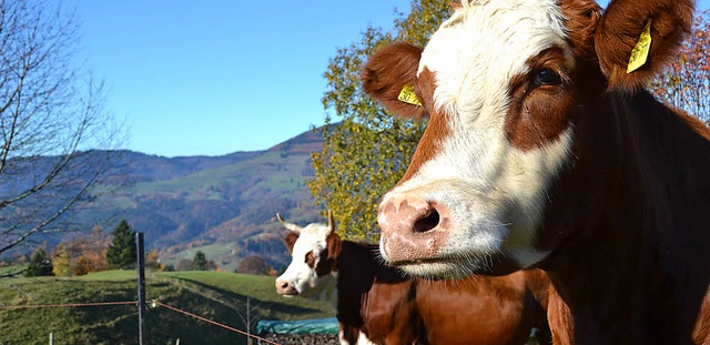 Da freut sich nicht nur die Kuh: Gute ...wirte fr die Landschaftsoffenhaltung.  | Foto: Berger