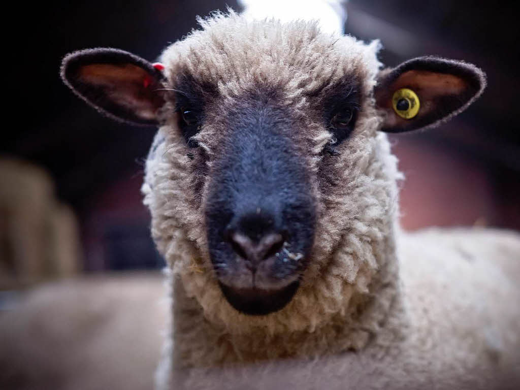 Das SchmallenbergVirus hat den Südwesten erreicht Südwest Badische