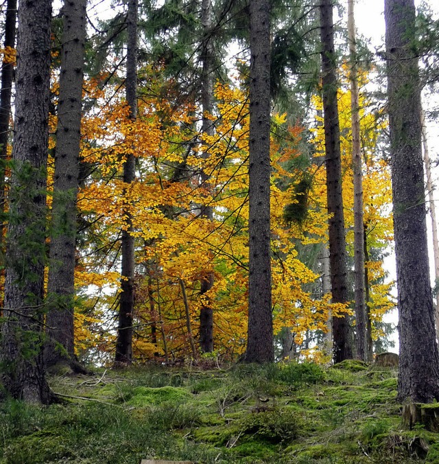 Buntes Laub zwischen Fichtenstmmen gi...den Mischwald ist fast abgeschlossen.   | Foto: Thomas Winckelmann