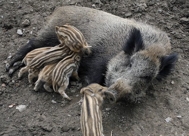 Die gut genhrten Sauen warfen 2011 in der Region besonders viele Frischlinge.   | Foto: dapd