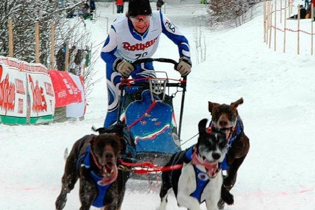 Schlittenhunderennen in Todtmoos