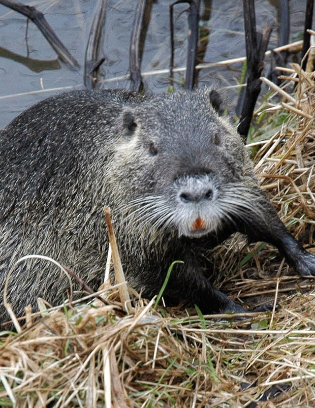 Nutria am Wieseufer bei  Hauingen   | Foto: Britta Wieschenkmpfer