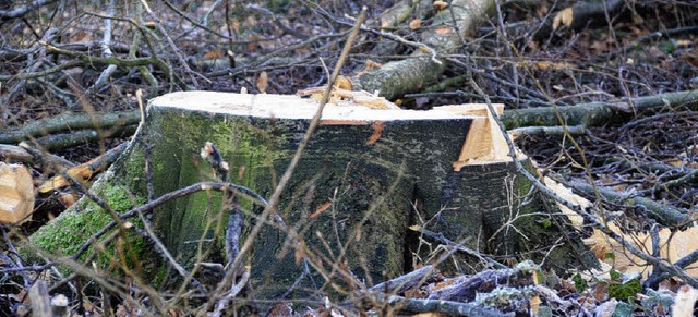 Je dicker der Stamm, desto hher ist der Erls beim Furnierholz.    | Foto: Sigrid umiger