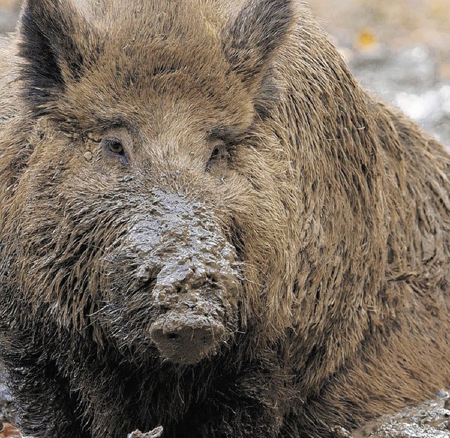 Wildsue richten, wie jngst in Schwei...cht lnger alleine ausgleichen wollen.  | Foto: ddp, Wolfgang Adam