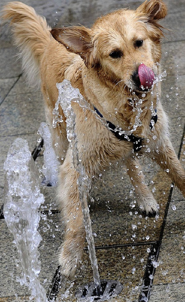 Wassertreten macht Spa, aber  Kneippkuren sind fr Hunde tabu.  | Foto: dpa