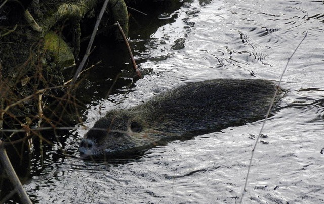 Dem Nutria scheint die eisige Klte ni...otografiert im Mhlbach in Kndringen.  | Foto: Aribert Rssel