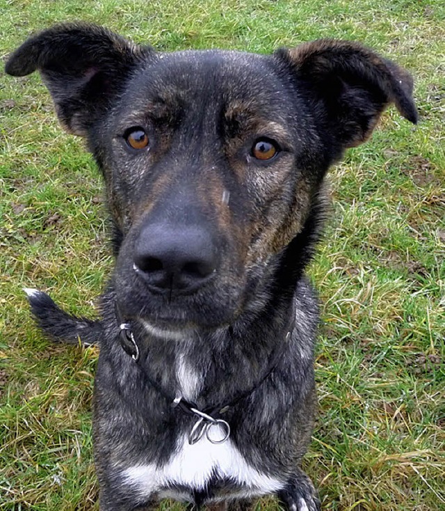 Die junge Hndin Lilli sucht ein neues Zuhause.   | Foto: Tierheim