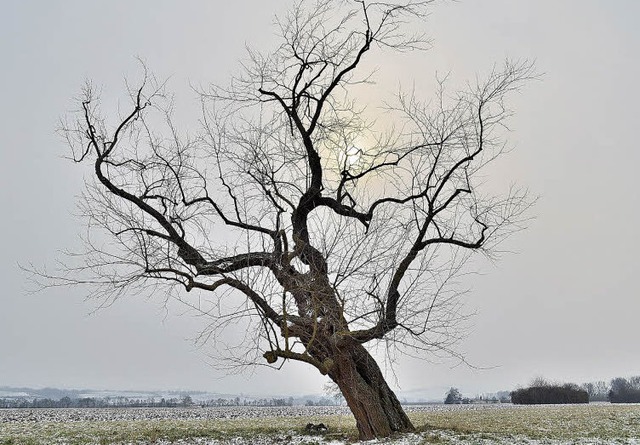 Naturdenkmal mitten im Feld: Einer der...rbume, die bis heute berlebt haben.   | Foto: Jens-Uwe Voss