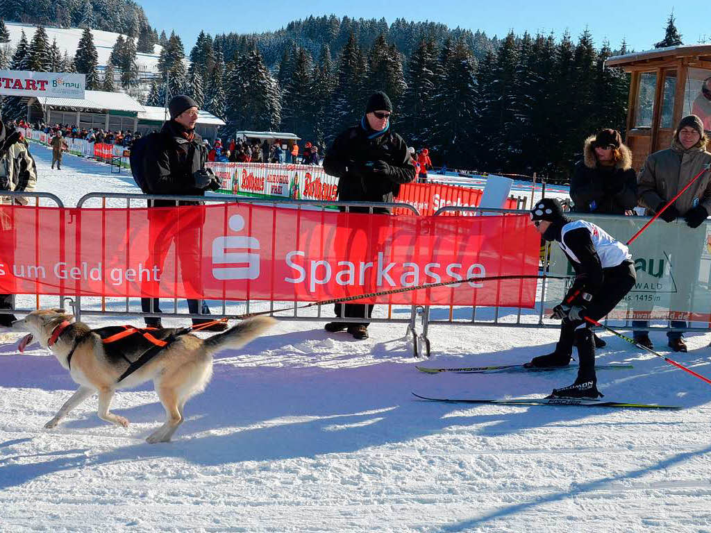 Skijring nennt sich diese Disziplin: Ein Hund und ein Langlufer bilden das Team.