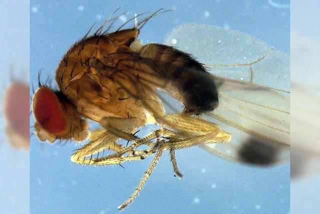 Fliege bedroht Obstanbau
