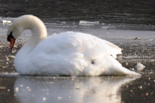 Festgefrorener Schwan muss erschossen werden